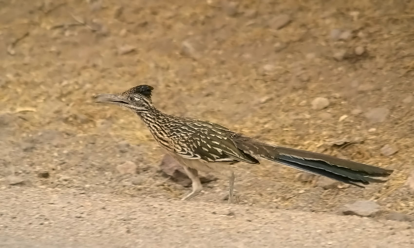 Roadrunner auf der Route 66