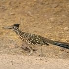 Roadrunner auf der Route 66