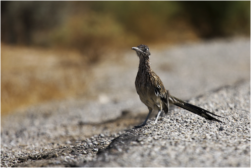 Roadrunner