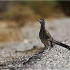 Roadrunner