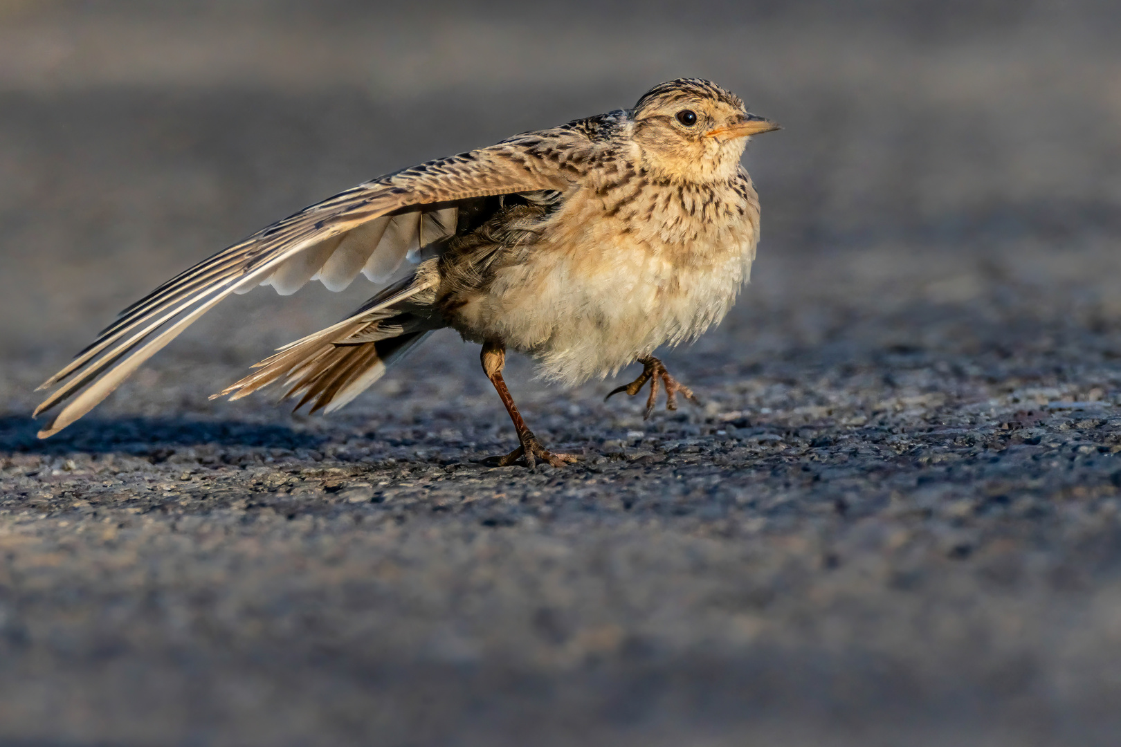 Roadrunner