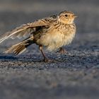 Roadrunner