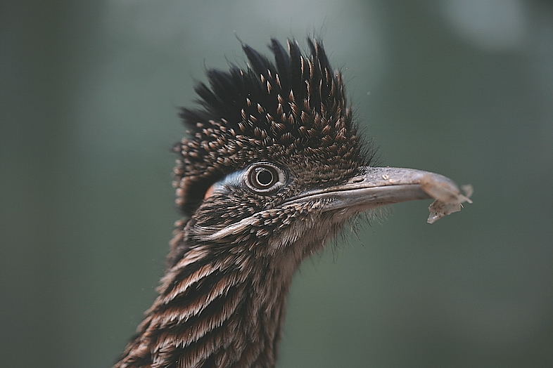 Roadrunner