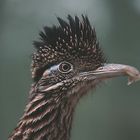 Roadrunner