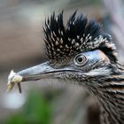 Roadrunner