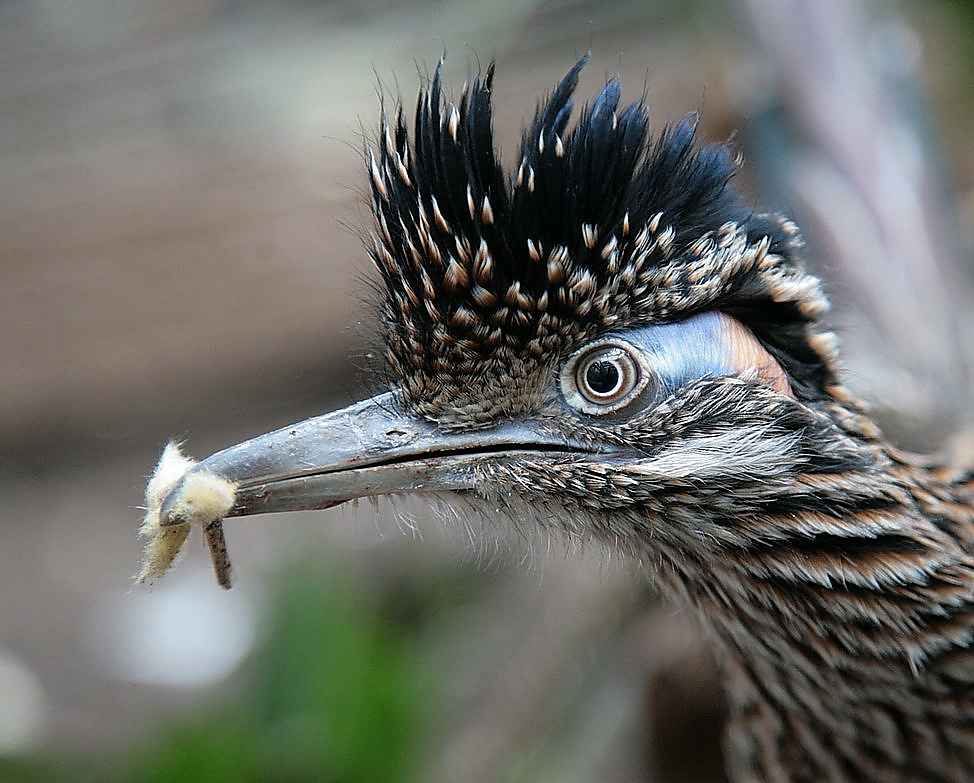 Roadrunner