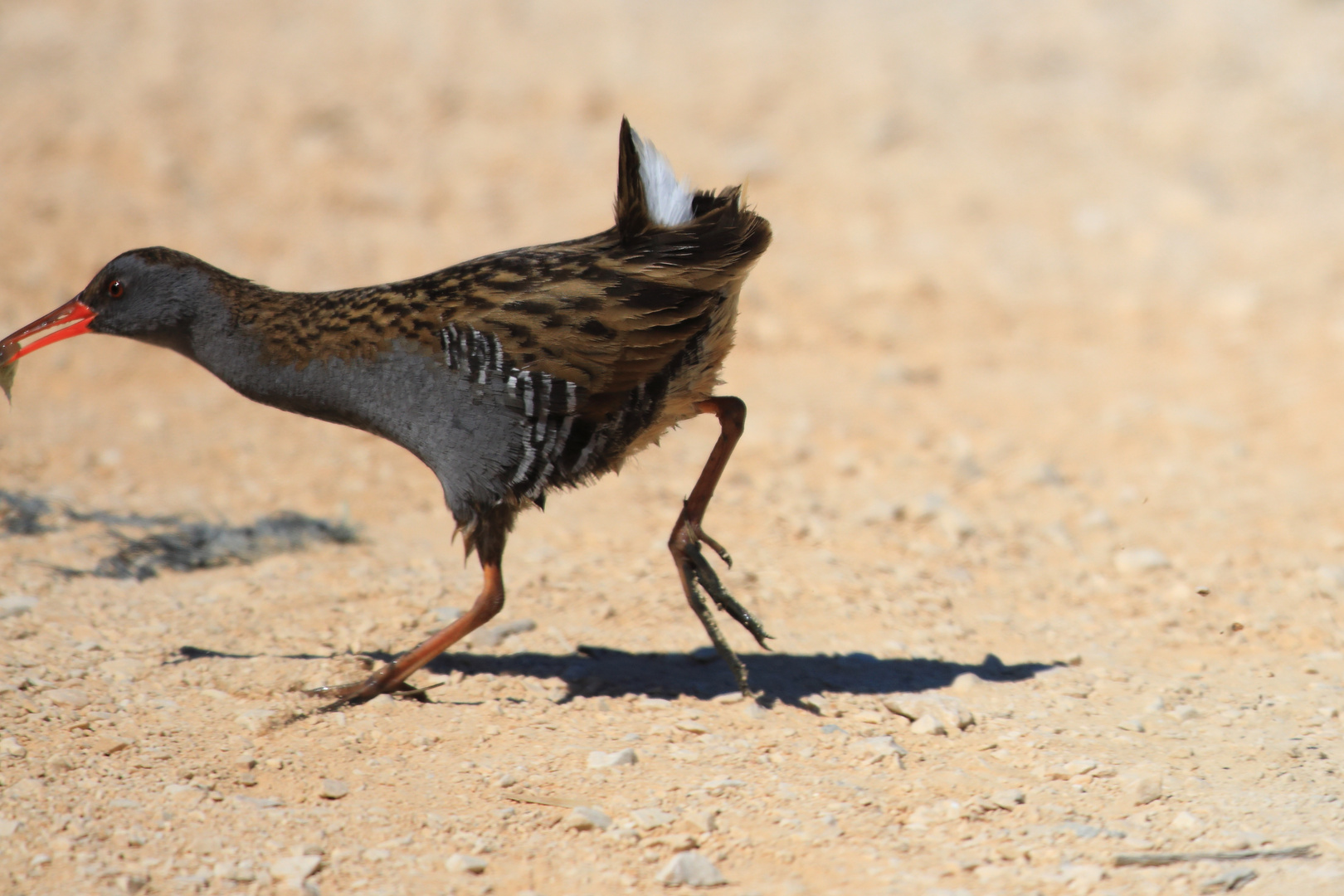 Roadrunner