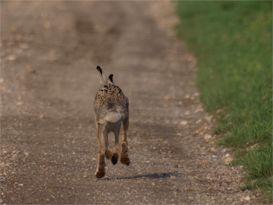 roadrunner