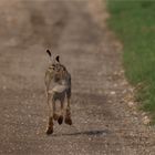 roadrunner