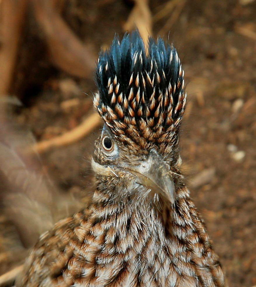 roadrunner klassisch