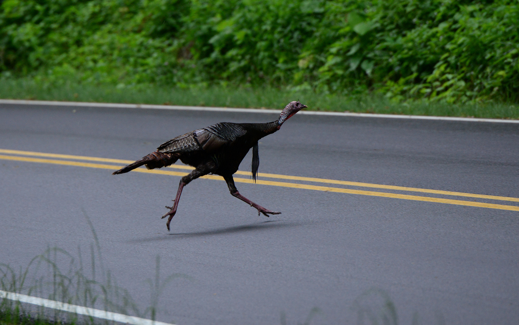 Roadrunner oder ?