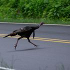 Roadrunner oder ?