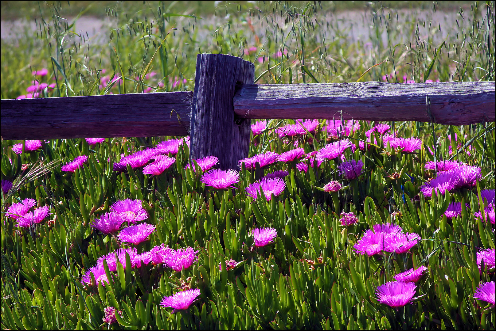 Roadside Colors