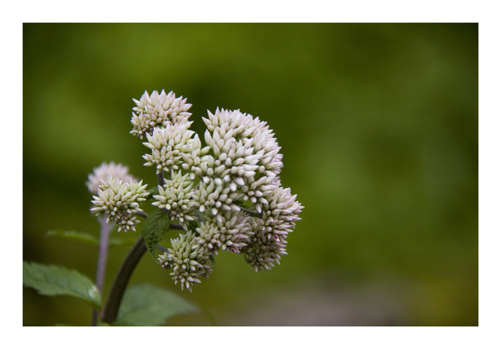 Roadside flowers-2