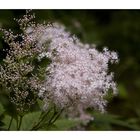 Roadside flowers