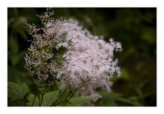 Roadside flowers