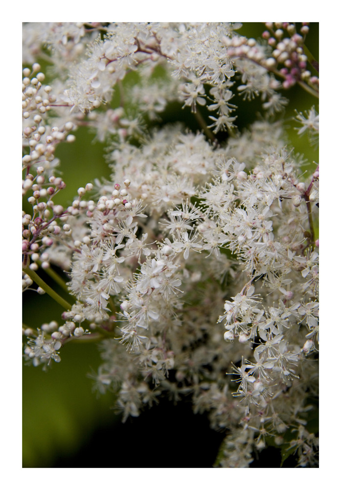 Roadside Flowers -3