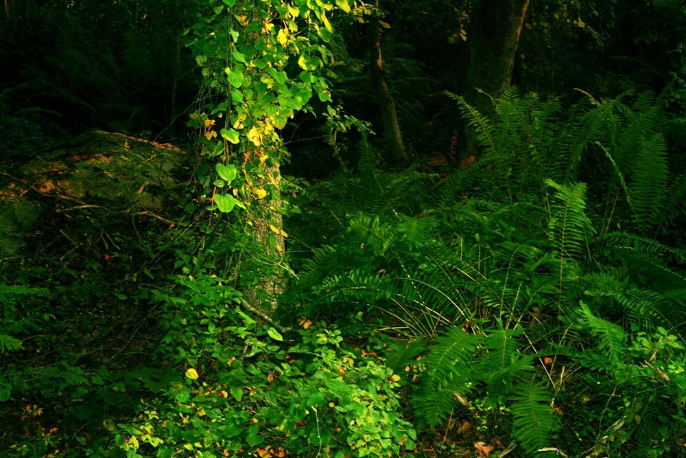 roadside forest