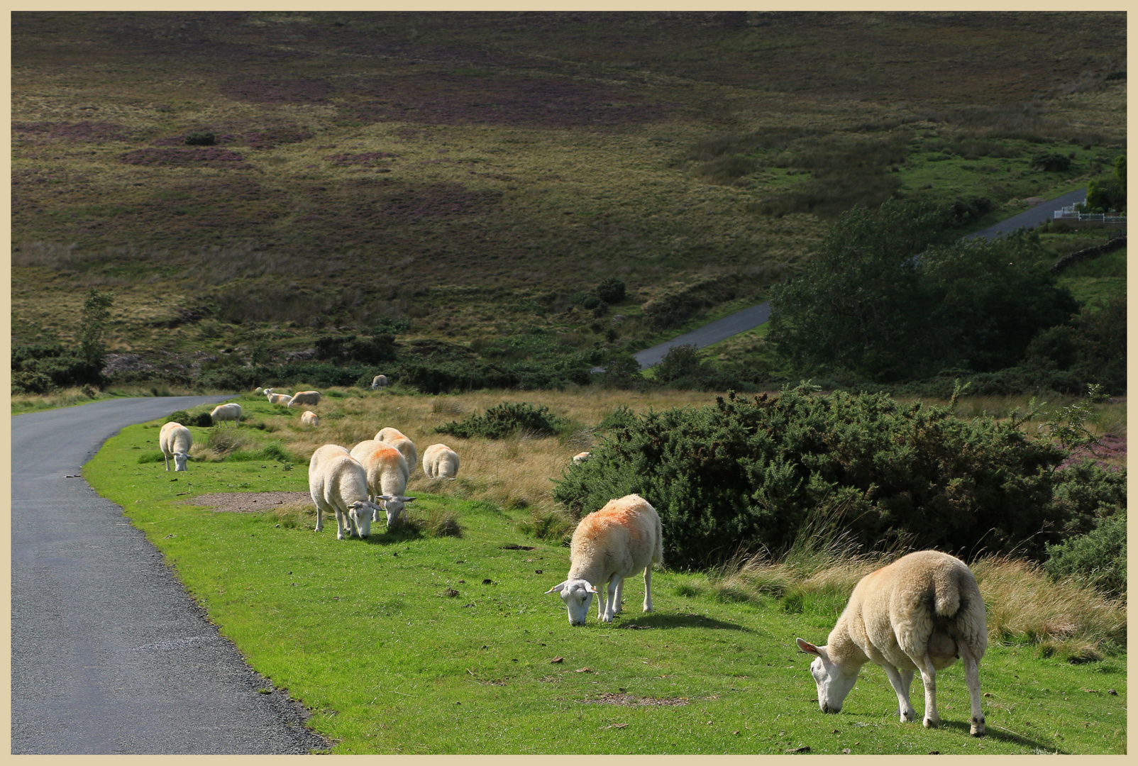 roadside grazing near glaisdale