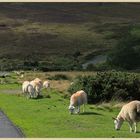 roadside grazing near glaisdale