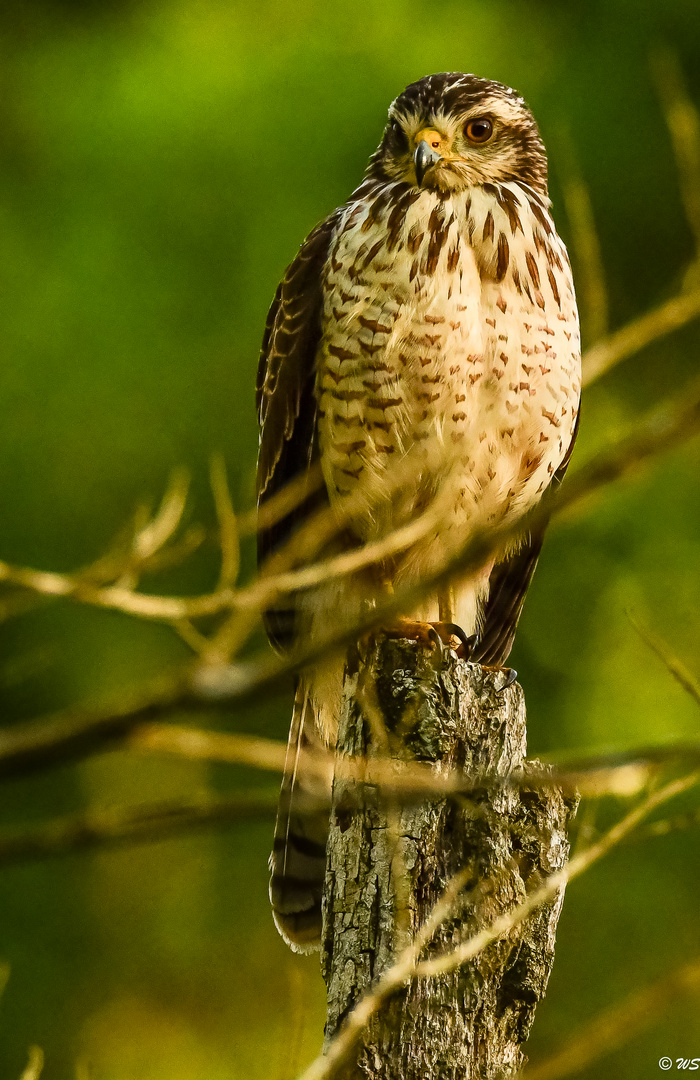 Roadside hawk