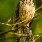 Roadside hawk