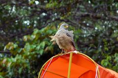 Roadside Hawk