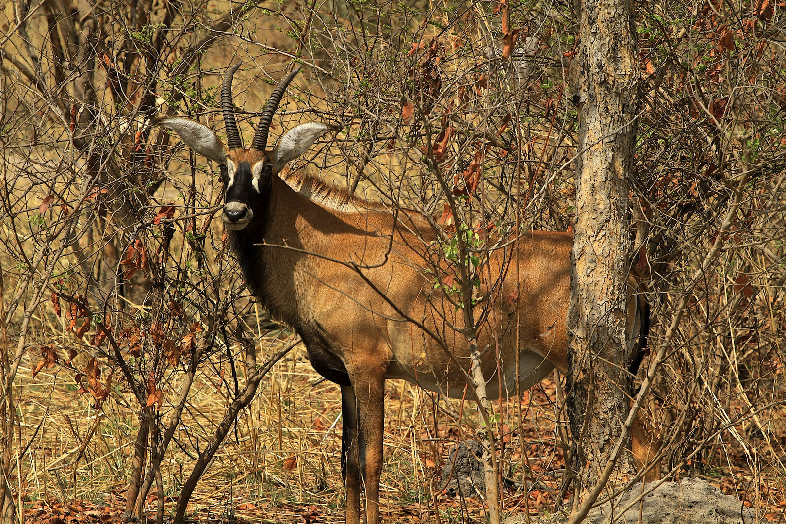 Roan Antelope  (Senegal)