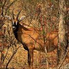 Roan Antelope  (Senegal)