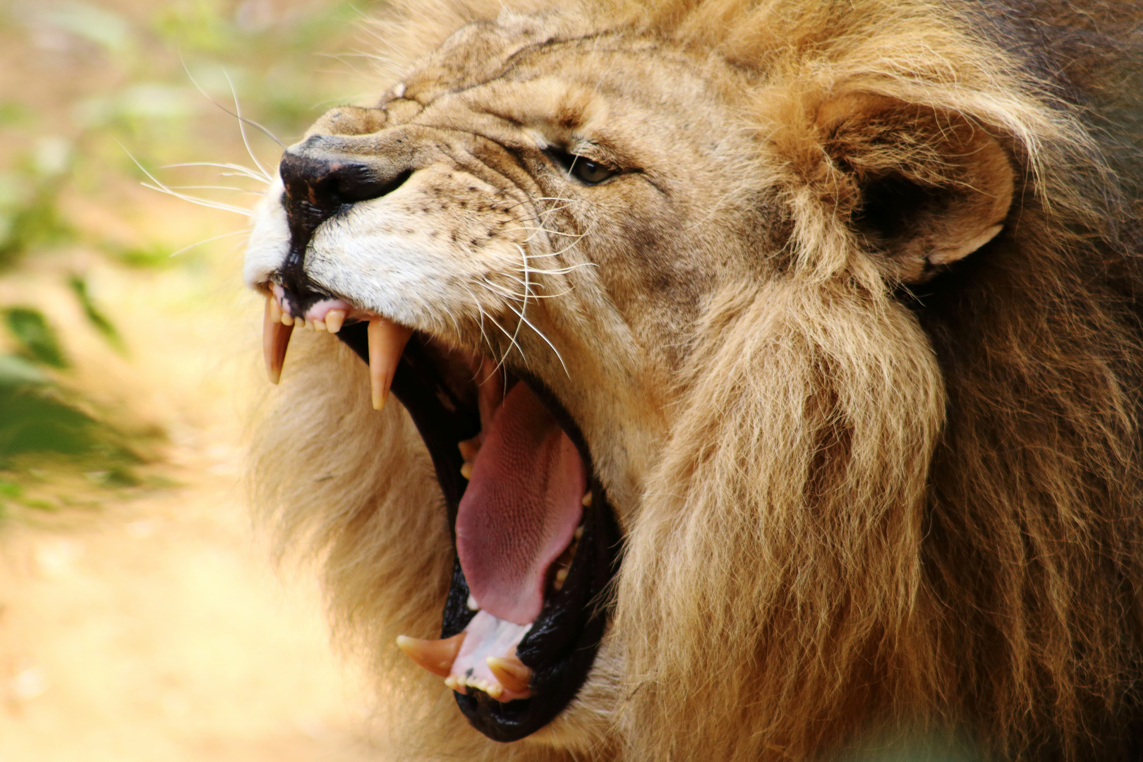 Roar!