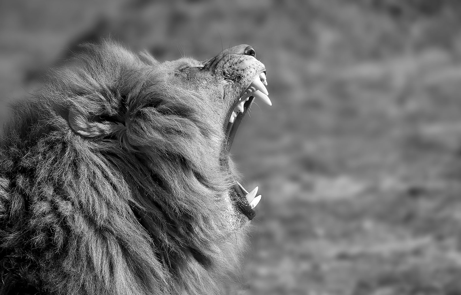 Roar ! - BW