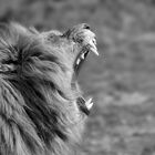 Roar ! - BW