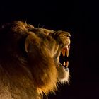 Roaring in the dark