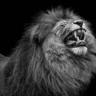 roaring lion