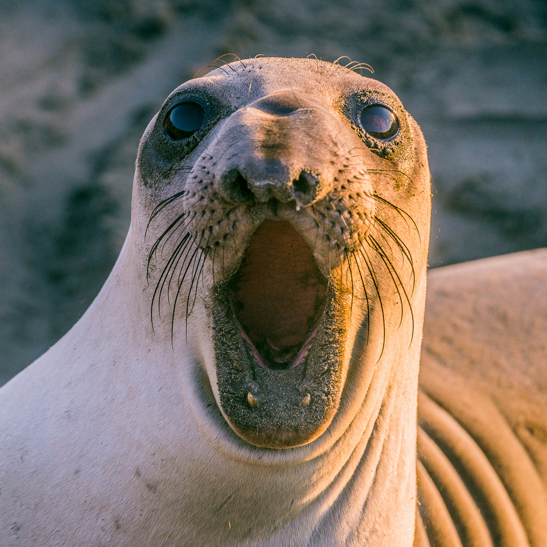 Roaring Sea Elephant Seal