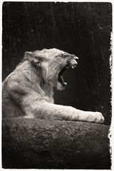 Roarrrr