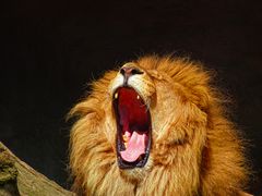 Roarrrr