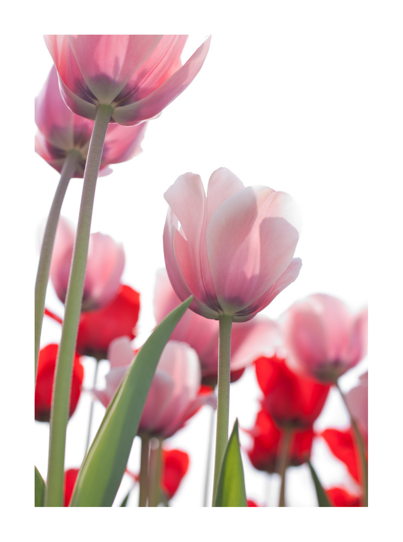 roas und rot Tulpen