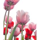 roas und rot Tulpen