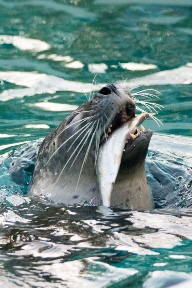 Robbe Foto & Bild | tiere, wildlife, säugetiere Bilder auf ...