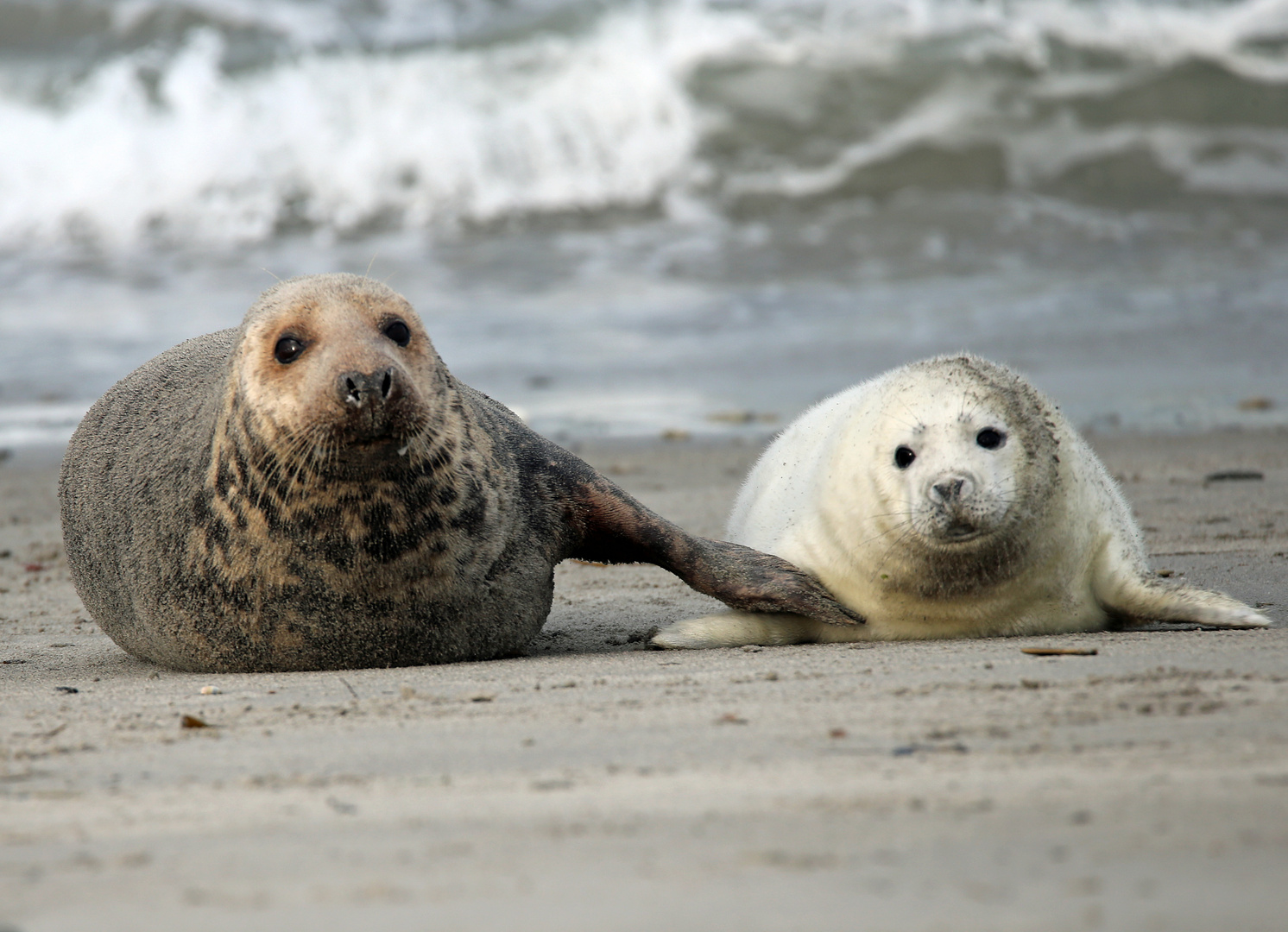 Robbe 20 Mutter und Kind Foto Bild tiere wildlife Robbe 20 Mutter und Kind Foto Bild tiere wildlife