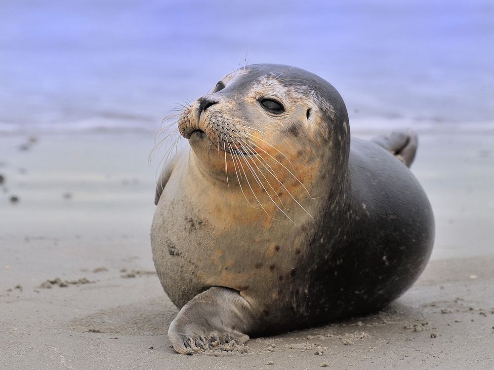 Robbe Foto & Bild tiere, wildlife, wildlife sonstige tiere Bilder