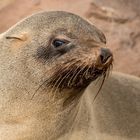 Robbe am Cape Cross