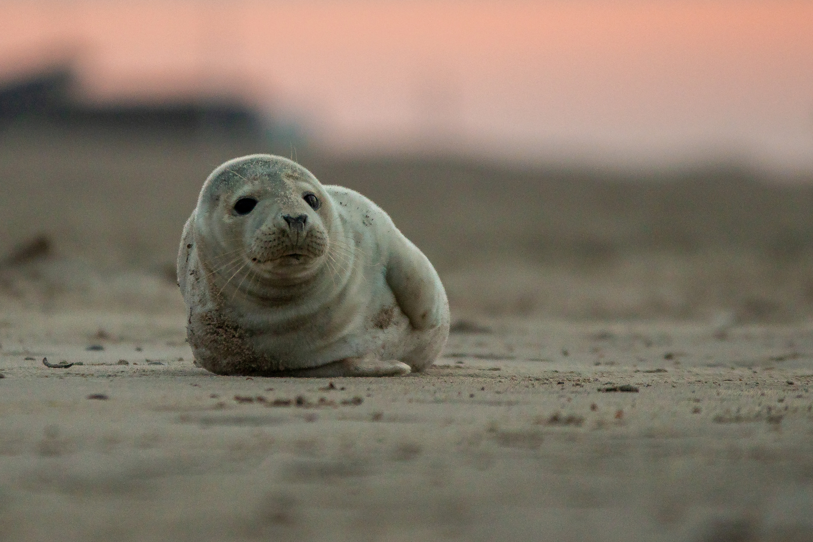 Robbe am Strand