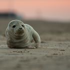 Robbe am Strand