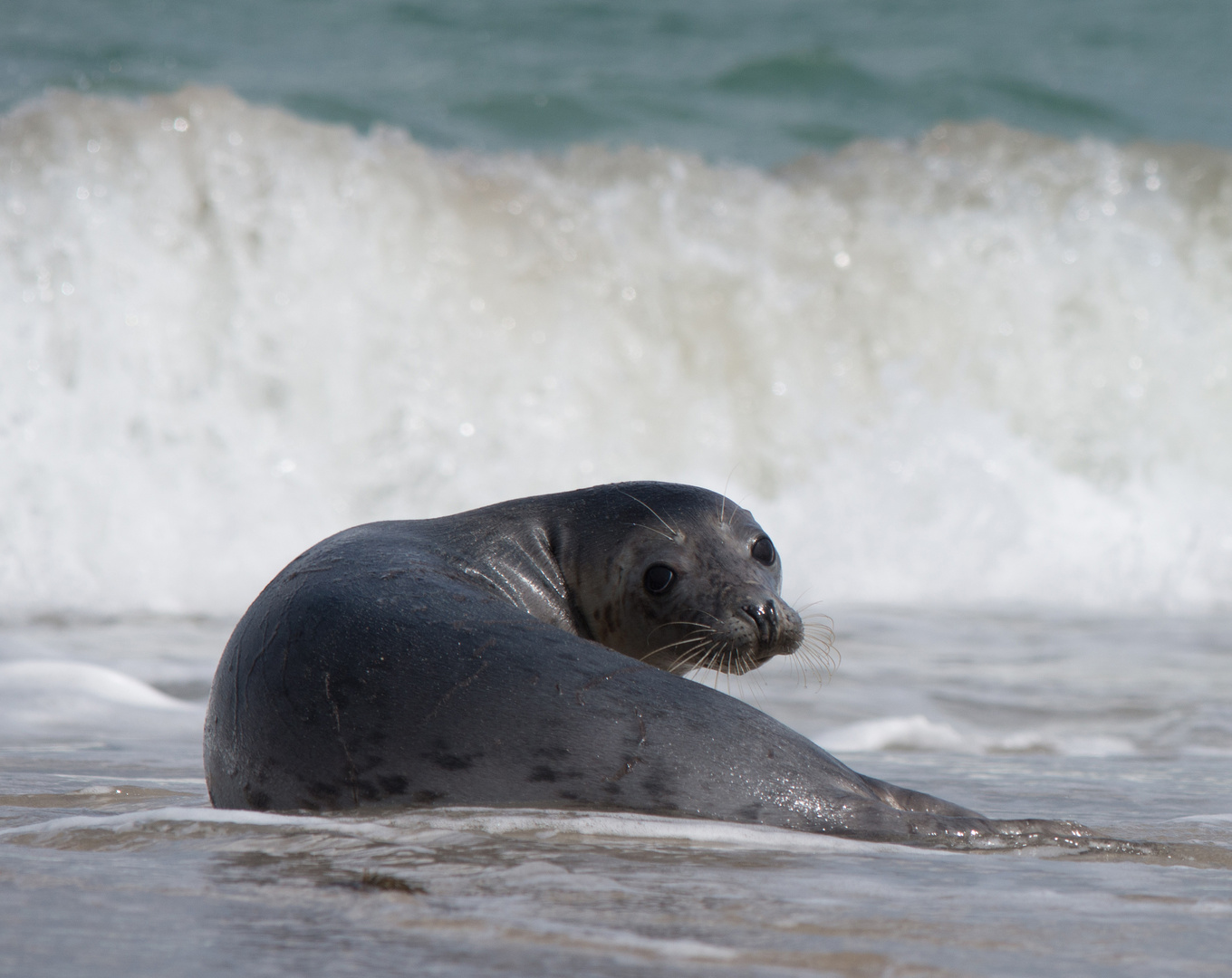 Robbe am Strand von Helgoland