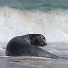 Robbe am Strand von Helgoland