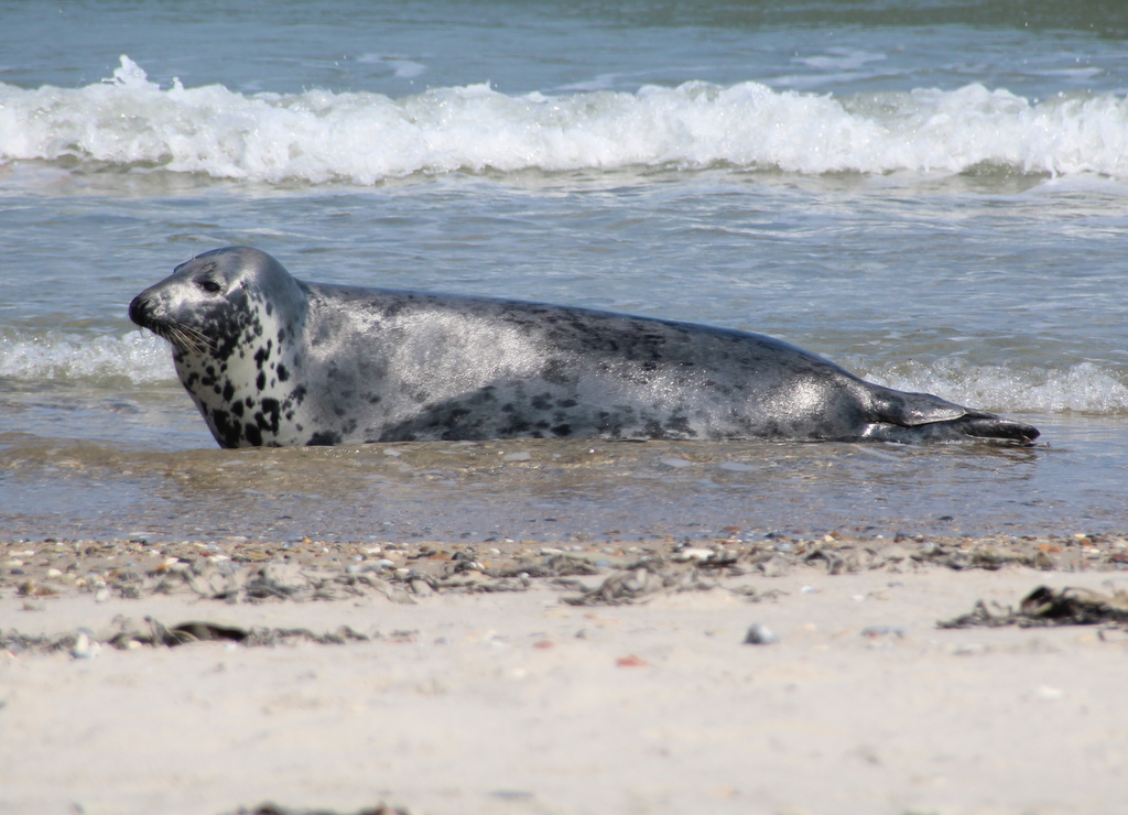 Robbe auf Helgoland