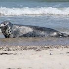 Robbe auf Helgoland