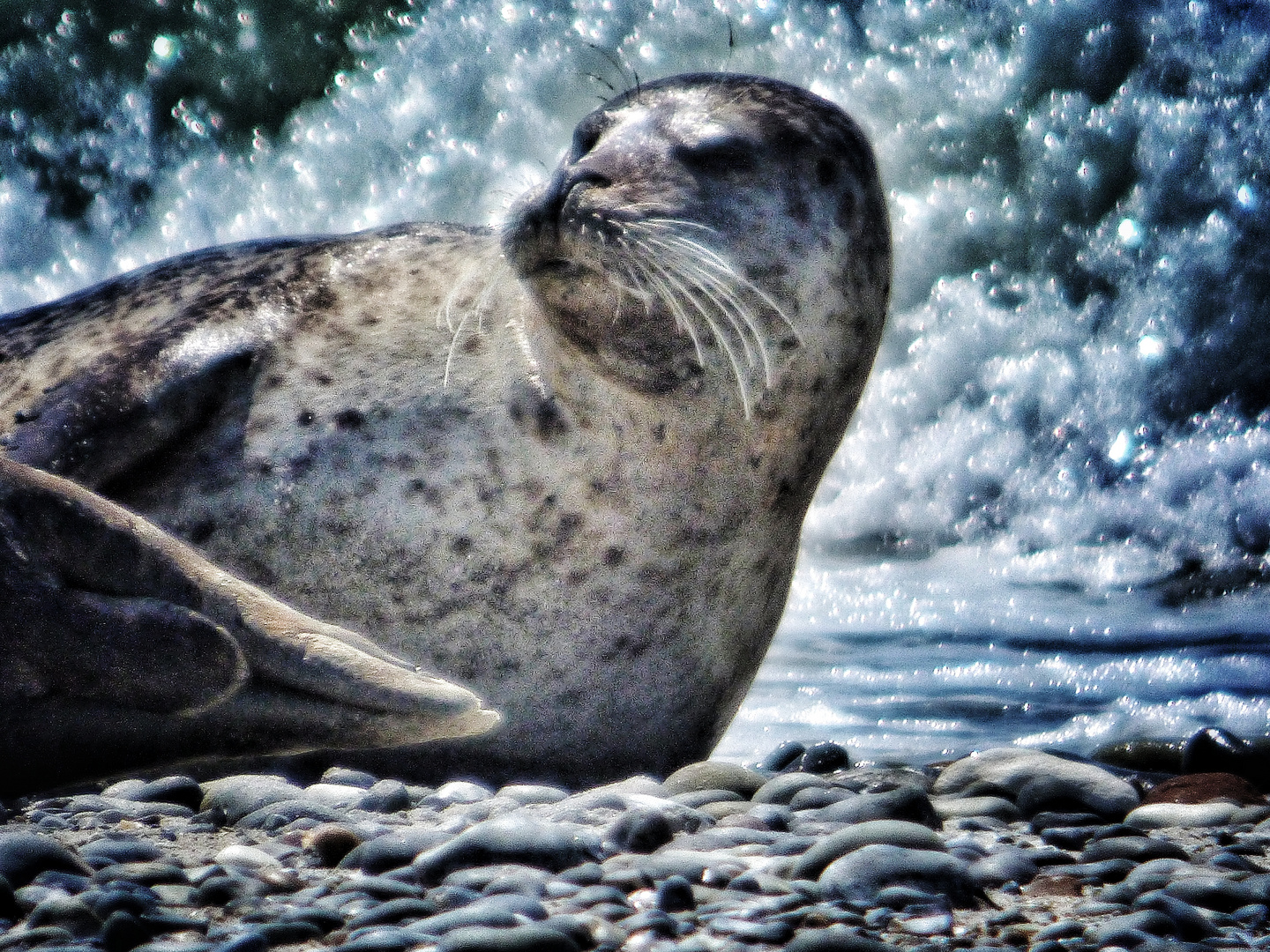 Robbe auf Helgoland 2